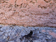 Ocypus olens