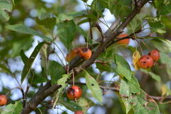 Malus prunifolia