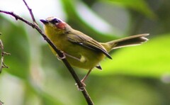 Basileuterus delattrii