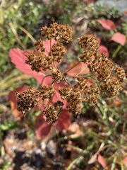 Spiraea