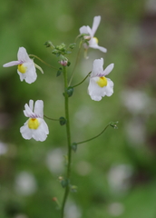 Nemesia