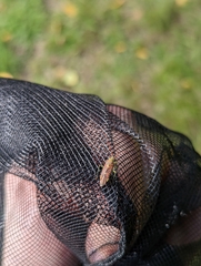 Pantilius tunicatus