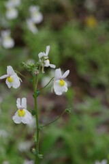 Nemesia