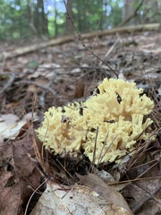 Ramaria rasilispora