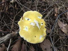 Tricholoma subluteum