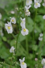 Nemesia