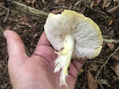 Tricholoma subluteum