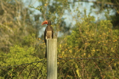 Lophoceros alboterminatus