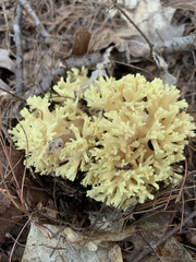 Ramaria rasilispora