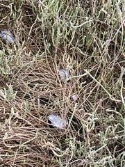 Salicornia pacifica