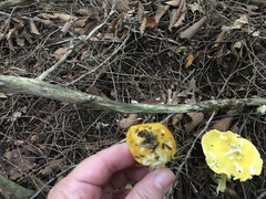 Tricholoma subluteum