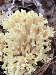 Ramaria rasilispora