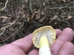 Tricholoma subluteum