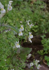Nemesia