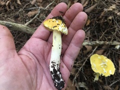 Tricholoma subluteum
