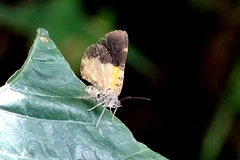 Heterusia