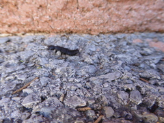 Ocypus olens
