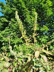 Oenothera curtiflora
