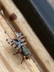 Ceroxys