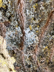 Punctelia jeckeri