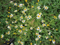 Anthemis