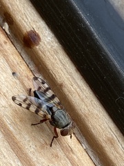 Ceroxys