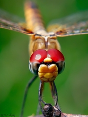 Urothemis signata