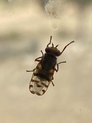 Ceroxys