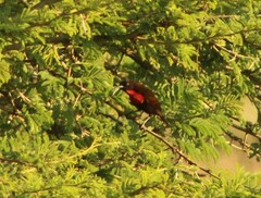 Chalcomitra senegalensis gutturalis