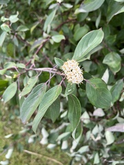 Cornus obliqua
