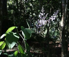 Plectranthus fruticosus