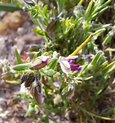 Polygala affinis