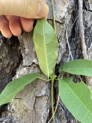 Bignonia