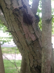 Fomitiporia punctata