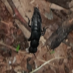 Staphylinini
