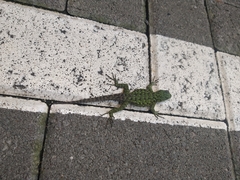 Sceloporus malachiticus