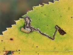 Stigmella luteella