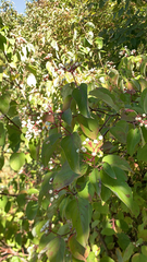 Cornus drummondii