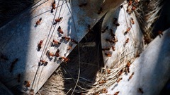 Camponotus floridanus