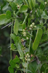 Cynanchum ellipticum