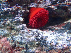 Actinia mediterranea