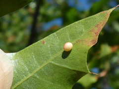 Zopheroteras sphaerula