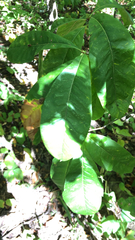 Quercus imbricaria