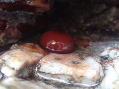 Actinia mediterranea