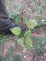 Populus
