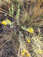 Galatella villosa