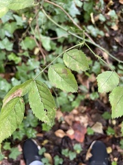 Stigmella rosaefoliella