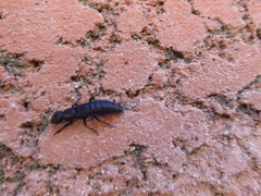 Ocypus olens