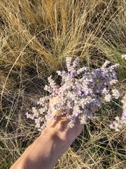 Limonium gmelinii