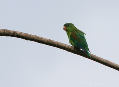 Brotogeris jugularis